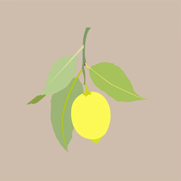 Fruto de limón con hojas aisladas sobre fondo claro. Cítricos frescos. Ilustración plana del vector . — Vector de stock