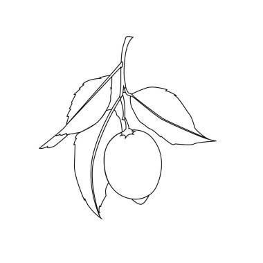 Yaprakları ile limon meyve. Siyah Çizgi çizim beyaz arka plan üzerinde izole. Taze narenciye. Vektör çizimi. 