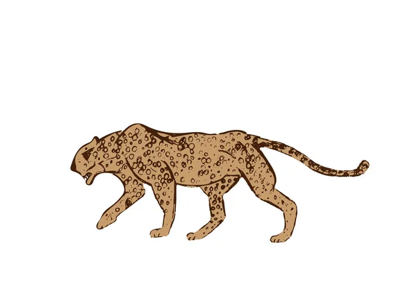 Profilo di African Cheetah. Grande caccia al gatto isolato su sfondo bianco. Acinonyx jubatus, gatto selvatico che cammina. Savanna pantera giaguaro o simbolo cougar per la fauna selvatica.Schizzo disegnato.Illustrazione vettoriale — Vettoriale Stock
