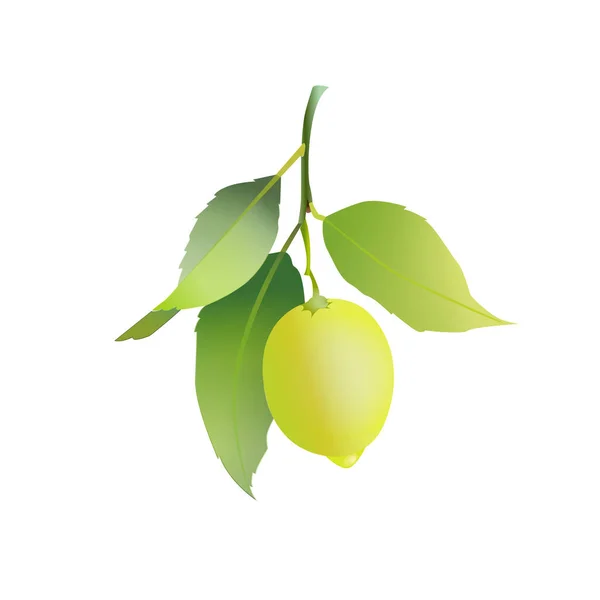 Fruto de limón con hojas aisladas sobre fondo blanco. Cítricos frescos. Ilustración vectorial . — Vector de stock