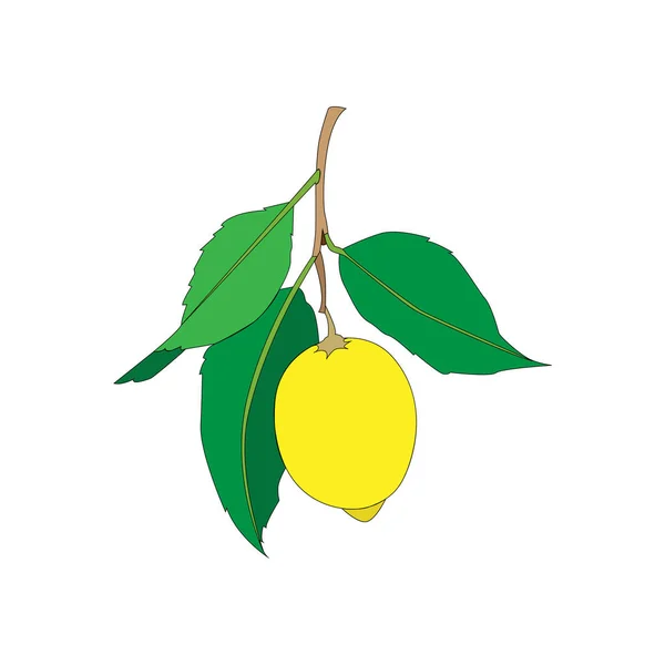 Fruta de limão com folhas isoladas em fundo branco. Citrinos frescos. Ilustração plana vetorial . — Vetor de Stock