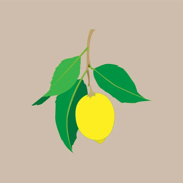 Lemon fruit with leaves isolated on light background. Fresh citrus. Vector flat illustration. — Stock Vector