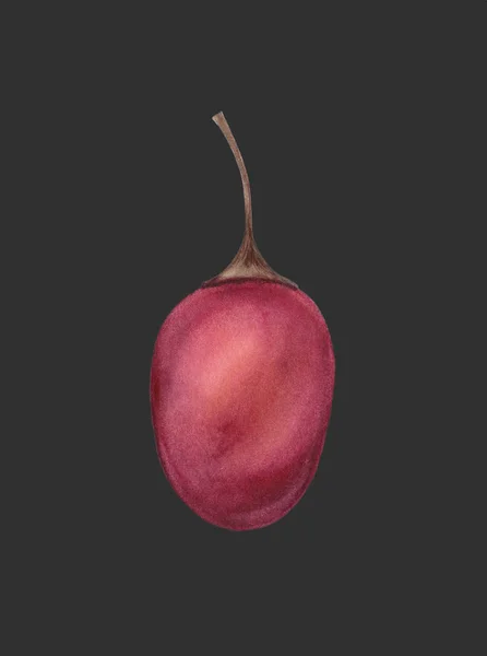 Κόκκινο Tamarillo Betaceum. Τροπικά φρέσκα φρούτα. Υγιή βιολογικά τρόφιμα που απομονώνονται σε σκούρο φόντο. Χειροποίητη απεικόνιση Υδατογραφία. Ρεαλιστική βοτανική τέχνη. Φυτό Cyphomandra betacea. — Φωτογραφία Αρχείου
