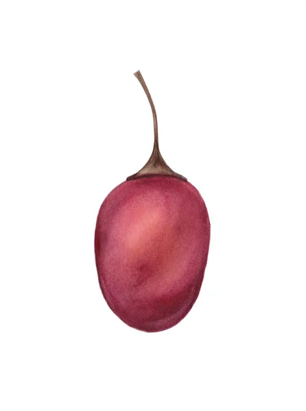 Κόκκινο Tamarillo Betaceum. Τροπικά φρέσκα φρούτα. Υγιή βιολογικά τρόφιμα που απομονώνονται σε λευκό φόντο. Χειροποίητη απεικόνιση Υδατογραφία. Ρεαλιστική βοτανική τέχνη. Φυτό Cyphomandra betacea. — Φωτογραφία Αρχείου