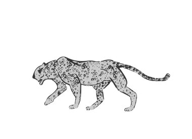 Afrika Çita profili. Büyük kedi avı beyaz arka planda izole edilmiş. Acinonyx jubatus, yürüyen vahşi kedi. Savanna jaguar panter veya yaban hayatı için puma sembolü. Elle çizilmiş çizim. Vektör çizimi