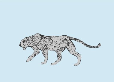 Afrika Çitası 'nın profili. Büyük kedi avı mavi arka planda izole edilmiş. Acinonyx Jubatus, yürüyen vahşi kedi. Savanna jaguar panteri ya da vahşi yaşam için puma sembolü. El çizimi çizimi. Vektör illüstrasyonu