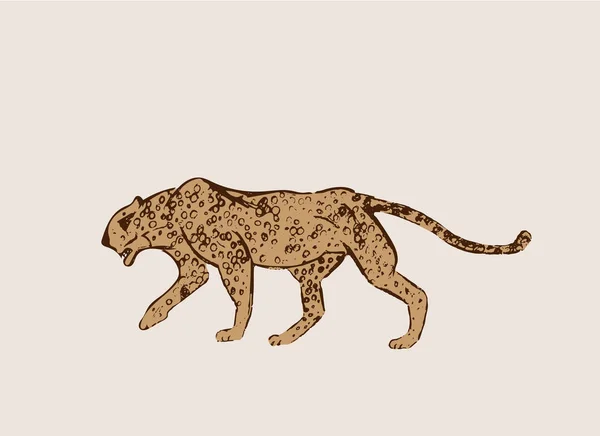 Profilo di African Cheetah. Grande gatto caccia isolato su sfondo chiaro. Acinonyx jubatus, gatto selvatico che cammina. Savanna pantera giaguaro o simbolo cougar per la fauna selvatica.Schizzo disegnato.Illustrazione vettoriale — Vettoriale Stock
