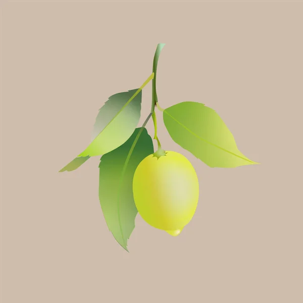 ベージュ地に葉が孤立したレモン果実。新鮮な柑橘類ベクターイラスト. — ストックベクタ