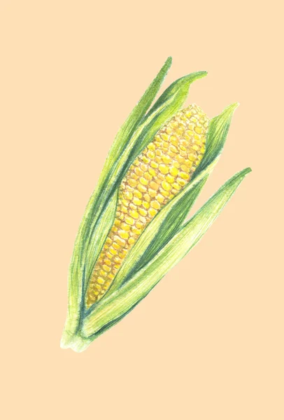 Costela de milho doce com folhas. isolado em fundo claro. Pintura aquarela. Ilustração desenhada à mão. Arte botânica realista . — Fotografia de Stock