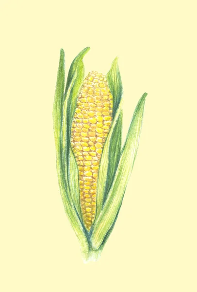 Sweet corn cob with leaves. isolated on light background. Watercolor painting. Hand drawn illustration. Realistic botanical art. — 图库照片