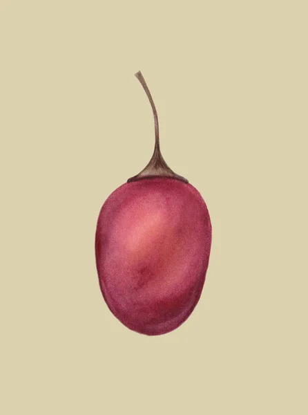 Red Tamarillo Betaceum. Tropical fresh fruit. Healthy organic food isolated on a light background. Hand drawn illustration Watercolor painting. Realistic botanical art. Cyphomandra betacea plant. — 图库照片