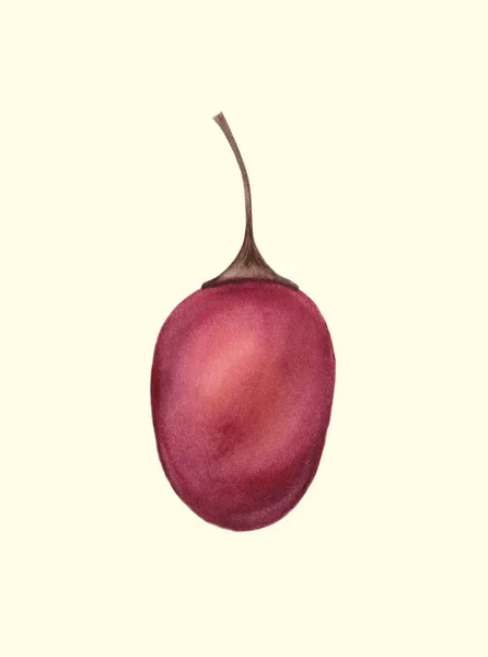 Red Tamarillo Betaceum. Tropical fresh fruit. Healthy organic food isolated on a light background. Hand drawn illustration Watercolor painting. Realistic botanical art. Cyphomandra betacea plant. — 图库照片