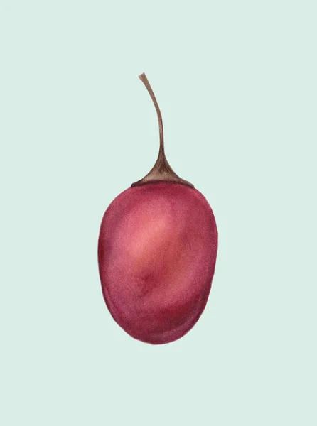 Red Tamarillo Betaceum. Tropical fresh fruit. Healthy organic food isolated on a light background. Hand drawn illustration Watercolor painting. Realistic botanical art. Cyphomandra betacea plant. — 图库照片