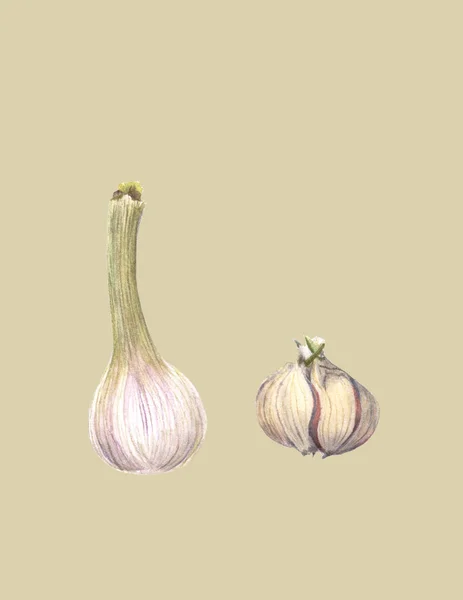 Raw garlic with segments isolated on light background. Hand drawn watercolor painting. Botanical illustration. Realistic style. Organic Food Vegetarian Ingredient. — 图库照片