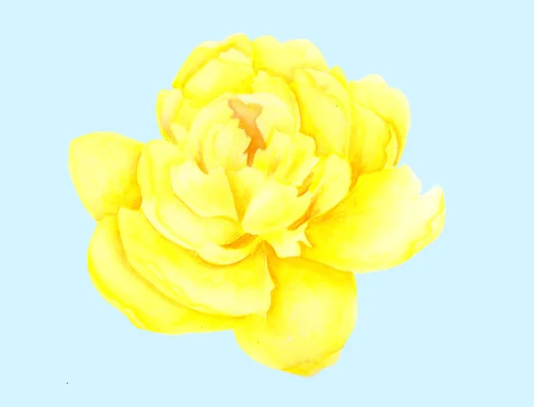 Cabeça de flor peônia amarelo claro isolado no fundo azul. Ilustração botânica aquarela. Desenhado à mão — Fotografia de Stock