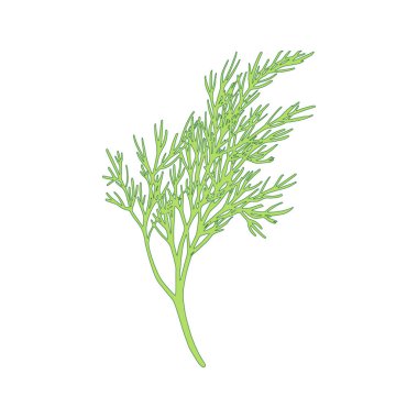 Taze rezene dalı beyaz arka planda izole edildi. Dill demeti Vektör illüstrasyonu