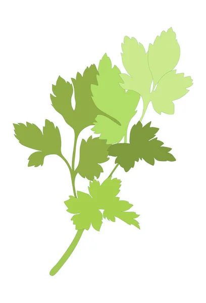 Groene peterselie silhouet geïsoleerd op witte achtergrond. Vector illustratie. Vers voedsel — Stockvector