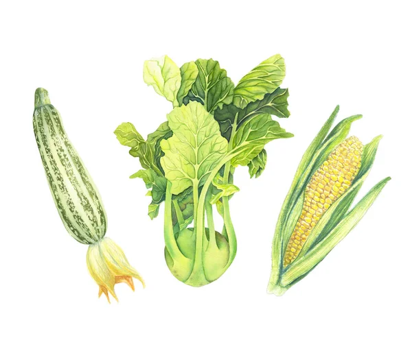 Sada čerstvé zelené zeleniny izolované na bílém pozadí. Zucchini, zelí kedluben, kukuřice s listím. Ručně kreslený akvarel ilustrace. Realistické umění. Botanická malba — Stock fotografie