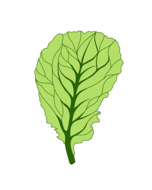 Taze Marul Yeşil Salatası. Beyaz arka planda izole edilmiş bir yaprak. Vektör düz çizim. Lezzetli yemek veya yemek malzemesi.