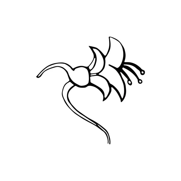 Doodle Fleur tropicale isolée sur fond blanc. Illustration vectorielle dessinée main. Élément Floral Design — Image vectorielle