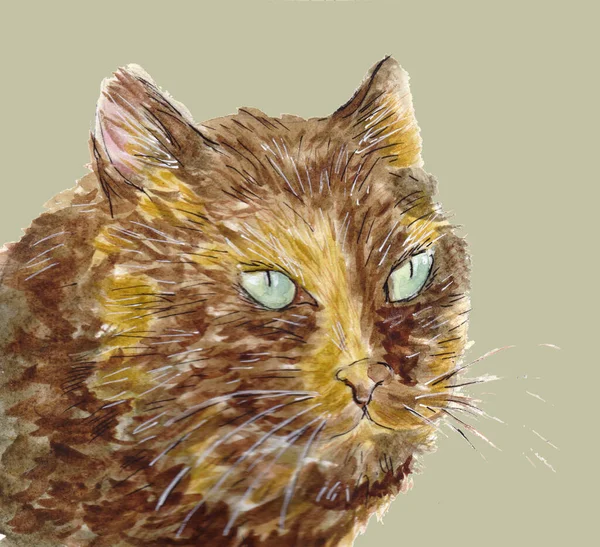 Portrait de chat tortie aux yeux verts. Tête d'animal. Illustration aquarelle dessinée à la main — Photo