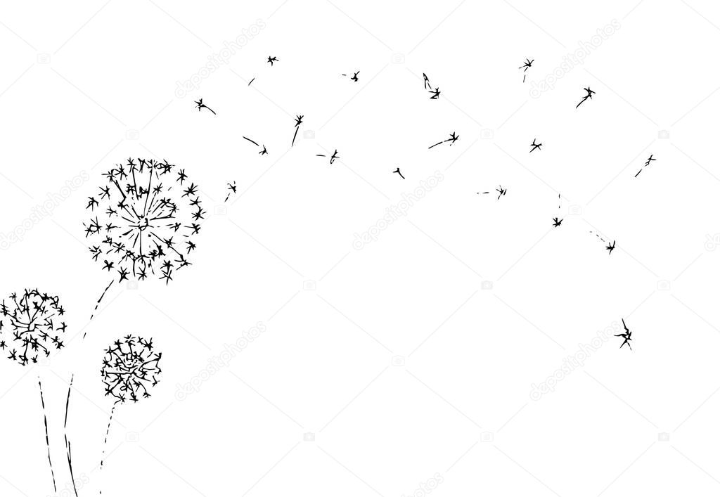 Dandelion with seeds blowing away on white background. Summer plant. Black silhouette of flower. Floral Vector Illustration