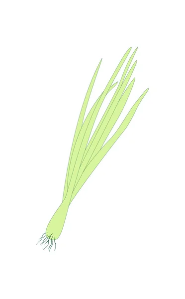Primavera Cebolla brotando aislada sobre fondo blanco. Ilustración vectorial forrada. Comida verde fresca — Vector de stock