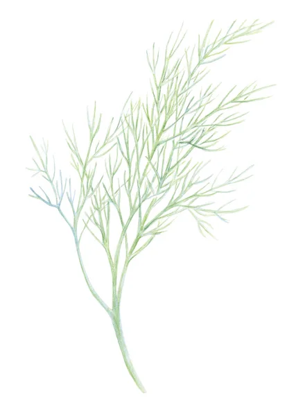 Fenouil frais isolé sur fond blanc. L'aneth vert. Illustration aquarelle. Art botanique réaliste. Dessiné à la main. Ingrédient végétarien. Pour logo, emballage, impression, alimentation biologique, magasin de marché — Photo