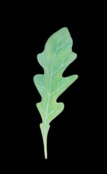 Arugula rucola, raketsallad färsk grön blad isolerad på svart bakgrund. Akvarell handritad illustration. Färska örter. Vegetariskt Ingredienser.För logotyp, förpackning, tryck, ekologisk mat, marknadsbutik — Stockfoto