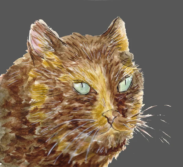 Portrait de chat tortie aux yeux verts. Tête d'animal. Illustration aquarelle dessinée à la main — Photo