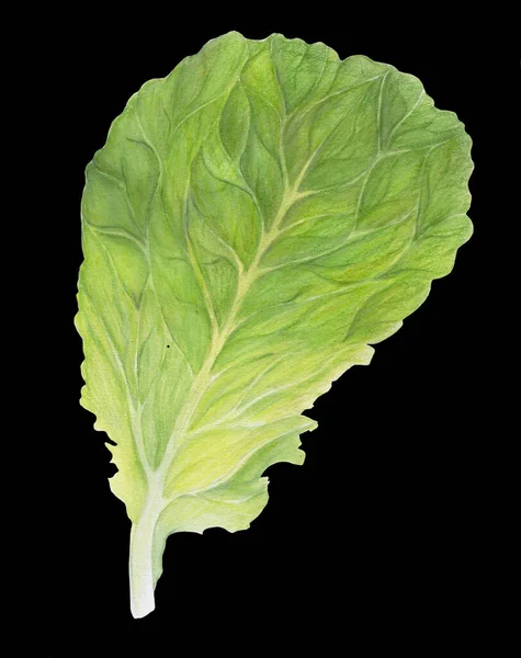 Lattuga fresca. Una foglia d'insalata isolata su sfondo nero. Aneto verde. Illustrazione ad acquerello. Arte botanica realistica. Disegnato a mano. Ingrediente vegetariano. Per logo, imballaggio, stampa, alimenti biologici — Foto Stock