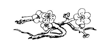 Kiraz çiçeği. Çiçekli dal. Siyah-beyaz renklendirme kitabı. Sakura bitkisi beyaz arka planda izole edilmiş. El çizimi vektör çizimi. İşlenmiş biçim