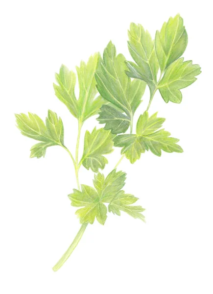 Perejil verde hojas aisladas sobre fondo blanco. Ingrediente alimenticio orgánico fresco. Ilustración acuarela dibujada a mano. Arte botánico realista. Para logotipo, embalaje, impresión, alimentos orgánicos, tienda de mercado — Foto de Stock