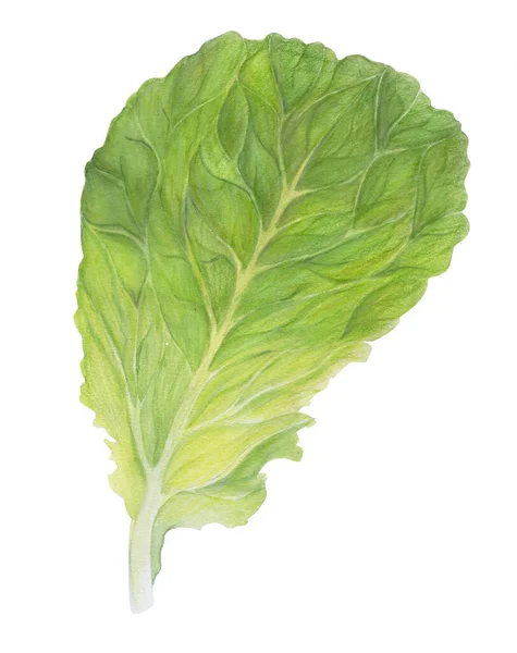 Verse sla. Eén saladeblad geïsoleerd op witte achtergrond. Groene dille. Aquarelillustratie. Realistische botanische kunst. Handgetekend. Vegetarisch ingrediënt. Voor logo, verpakking, bedrukking, biologische voeding — Stockfoto