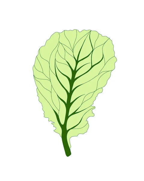 Frischer Salat aus Salat. Ein Blatt isoliert auf weißem Hintergrund. Vektorflache Illustration. Leckeres Essen oder Kochzutat — Stockvektor