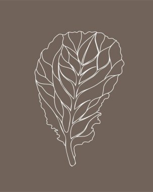 Taze Marul Yeşil Salatası. Bej arka planda bir yaprak izole edilmiş. Vektör beyaz taslak. El çizimi çizimi. Lezzetli yemek veya yemek malzemesi.