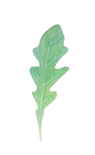 Arugula rucolaロケットサラダ白い背景に隔離された新鮮な緑の葉。水彩手描きイラスト新鮮なハーブ。ベジタリアン成分ロゴ、包装、印刷、有機食品、市場店のための — ストック写真