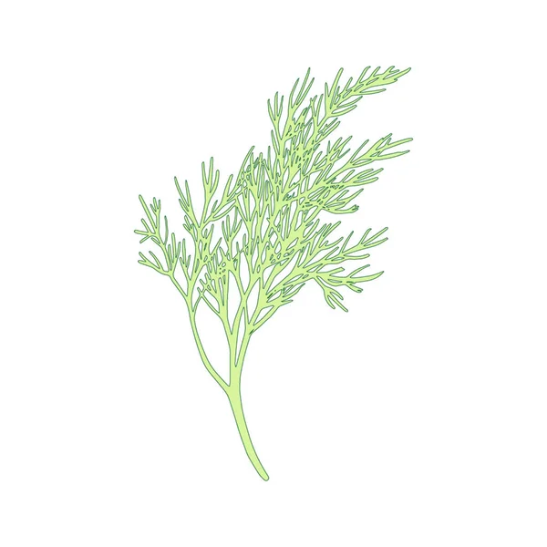 Ramo de erva-doce fresco isolado sobre fundo branco. Dill bunch Ilustração vetorial — Vetor de Stock