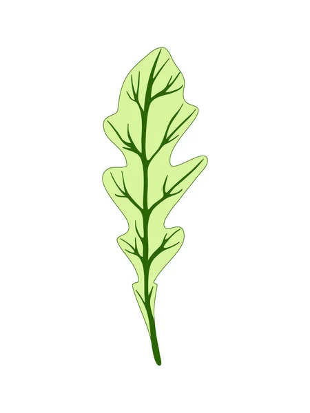Ракетний салат. Одиночний зелений лист ізольований на білому тлі. Векторні ілюстрації. Свіжі трави. Ботанічне мистецтво. Вегетаріанський інгредієнт. Логотип, друк, органічна їжа, магазин — стоковий вектор