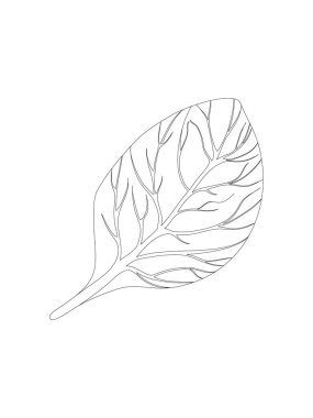 Ispanak. Tek Yaprak beyaz arka planda izole edilmiş. Çizgi Vektörü illüstrasyonu. Taze bitkiler. Vejetaryen İçindekiler. Organik yiyecekler. Logo, ambalaj, baskı, market