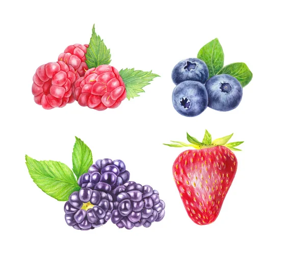 一组野生浆果在白色背景上被分离出来.蓝莓,黑莓,覆盆子和草莓.近视。手绘插图水彩画.现实的植物学艺术. — 图库照片