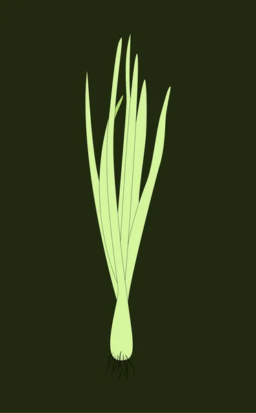 Primavera brotando cebola isolada em fundo escuro. Ilustração vetorial forrada. Alimentos verdes frescos — Vetor de Stock