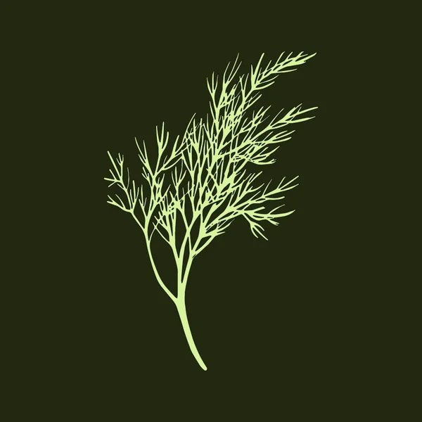 Färsk fänkål gren isolerad på mörkgrön bakgrund. Dåligt gäng. Vektorillustration. — Stock vektor
