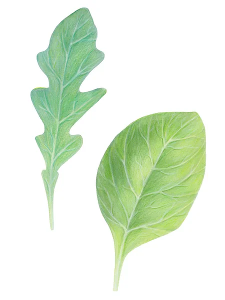 Salada de rucola e espinafre. Folhas verdes frescas isoladas sobre fundo branco. Watercolor ilustração desenhada à mão. Ervas frescas. Arte botânica realista. Ingrediente vegetariano.Alimentos orgânicos — Fotografia de Stock