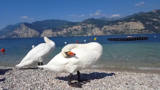 Cisnes Mudos Playa — Vídeos de Stock