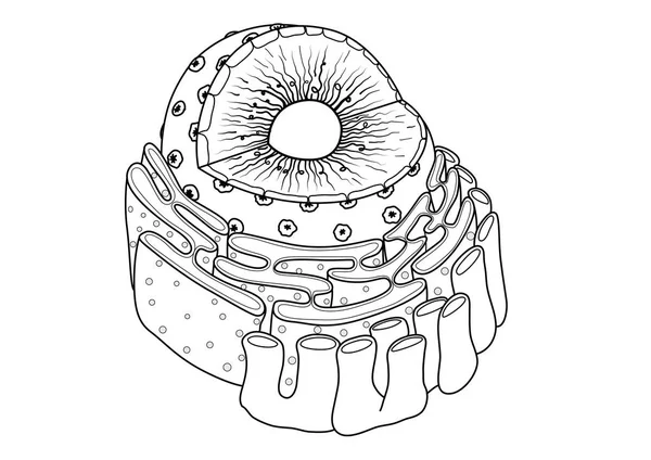 核の教育イラストの線画はから成っている Chomatin 核膜孔 核小体 原子膜 小胞体 リボソームの教育と研究にまたは アンチ ストレスのため本ページを着色することができます 株式ベクトル — ストックベクタ