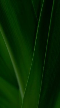 Yakın plan birkaç uzun ince yeşil yaprak paralel damarlarını ve yumuşak dokulu yüzeylerini gösteriyor. Işıklandırma düşük ve karamsar, mantık derinliği ve sükunet yaratıyor.