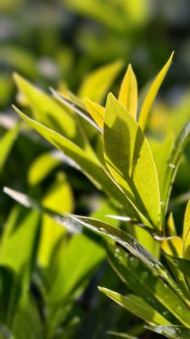 Sabah güneşinde yıkanan yeşil yaprakların ve dalların canlı detayları. Parlak güneş, yaprakları altın ve sarı tonlarda parlatacak güzel bir arka plan oluşturarak yaprakları arkadan aydınlatıyor.