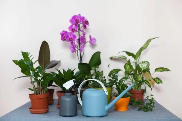 Regadera Pulverizador Están Mesa Junto Las Flores Maceta Olla — Foto de Stock