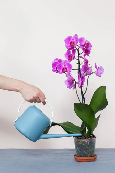 Uma Menina Florista Derrama Uma Orquídea Uma Lata Rega — Fotografia de Stock